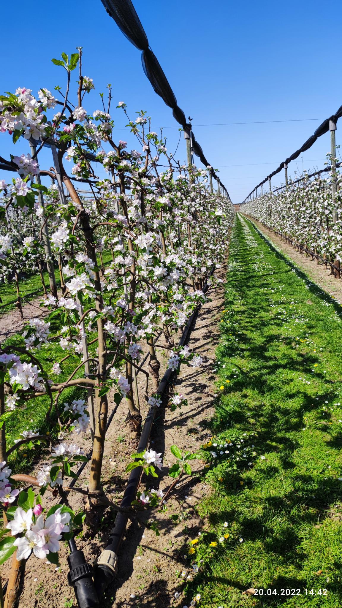 Apfelbaeume Schmitz Huebsch